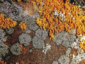 A good example of crustose lichens with black outlines and Elegant Sunburst lichens encroaching. | EMILY STONE