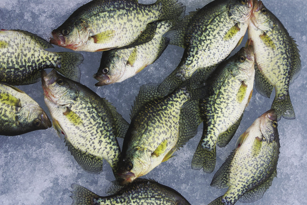 Set the Hook Softly for Panfish 