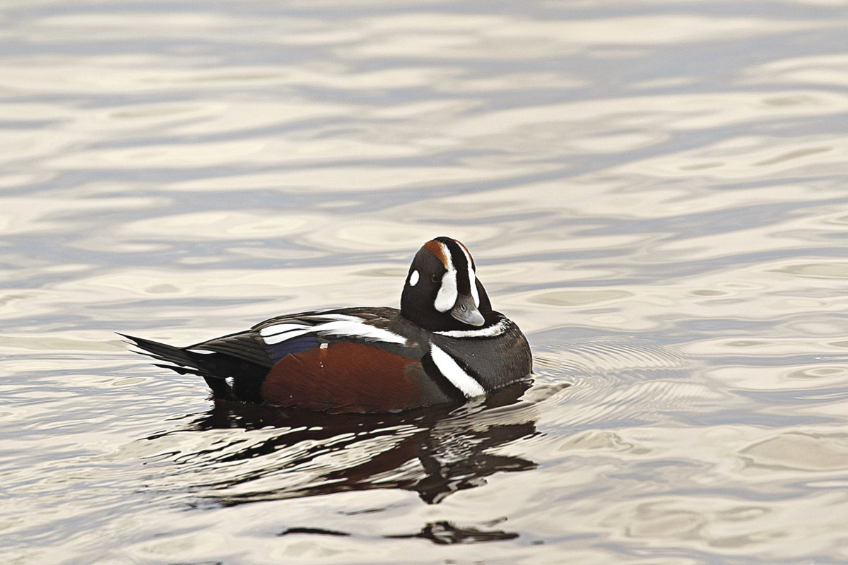 6 letter word for sea ducks