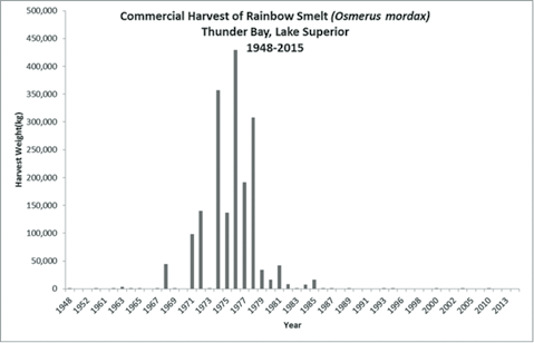 Smelt Fishing: Small Fish, Big Meaning - Northern Wilds Magazine