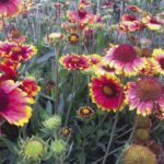 Native plants, like the blanket flower, attract bees, butterflies, hummingbirds, and other vital species.