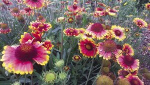 Native plants, like the blanket flower, attract bees, butterflies, hummingbirds, and other vital species.