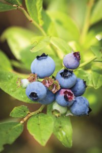 Blueberry Picking on the North Shore