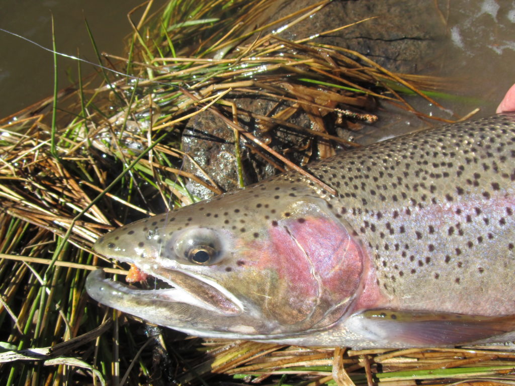 North Shore streams, and their steelhead trout, are running - Duluth News  Tribune