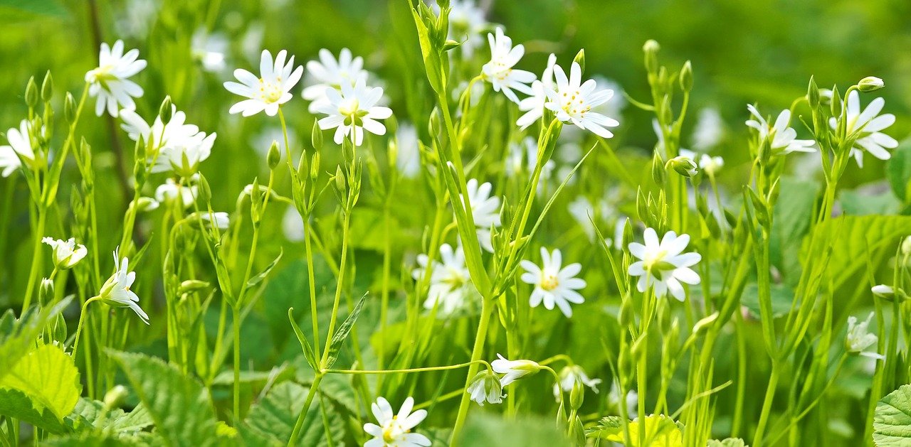 Find Chickweed as a groundcover with small white flowers. 