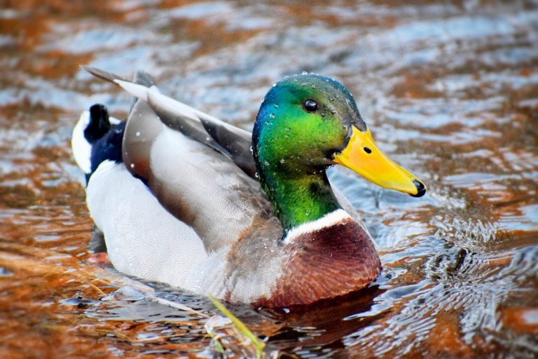 A duck hunting adventure in the swamp - Northern Wilds Magazine