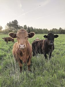 Corbett Creek Farms and Creative Centre raises hogs and grass-fed cattle. | SUBMITTED