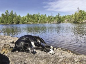Leo naps in the sun next to the Agamok River along the Kekekabic Trail. | ERIC CHANDLER