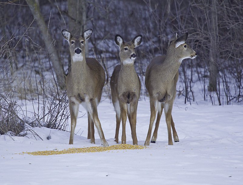 Chronic wasting disease is always fatal to deer. Dr. Osterholm predicts at some point the illness will be transmitted to humans. | STOCK