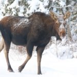 Moose are one of several northern Minnesota wildlife species that have declined in numbers.
