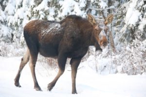 Moose are one of several northern Minnesota wildlife species that have declined in numbers.