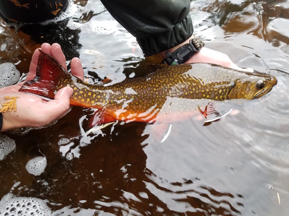 A coaster brook trout in spawning colors that was captured and released during the Minnesota's DNR's electro-fishing survey last October.