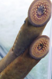 Two sea lamprey clinging to an aquarium wall.