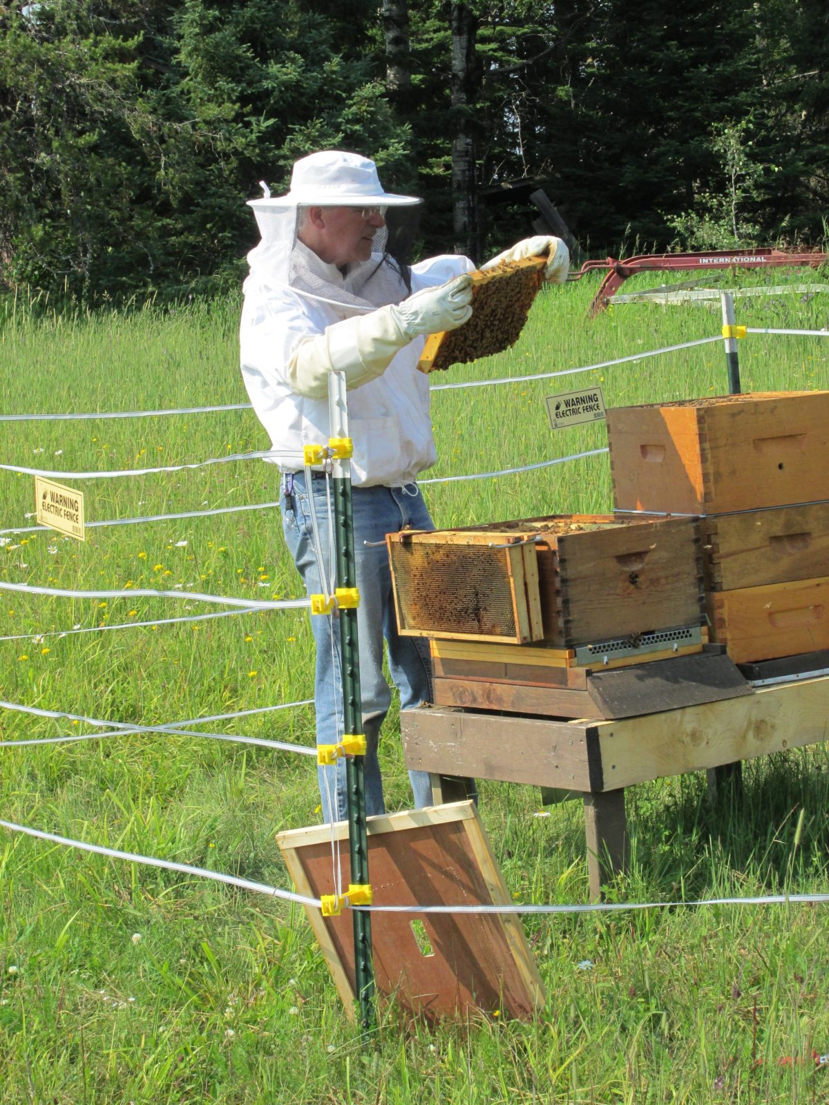 A Langstroth hive has frames that slide in and out where the bees build their honeycombs making it easy for beekeepers to check whether the hive is healthy, whether it’s producing honey, and whether the queen bee is laying enough eggs.