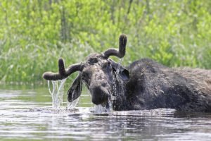 Neither the moose, nor the paddlers, expected to see each other.