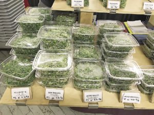 An assortment of leafy vegetables from Veg-e-tate Market Garden.