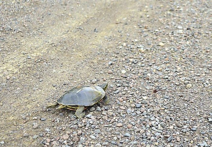 turtle-crossing-watch-out-for-slow-moving-reptiles-northern-wilds