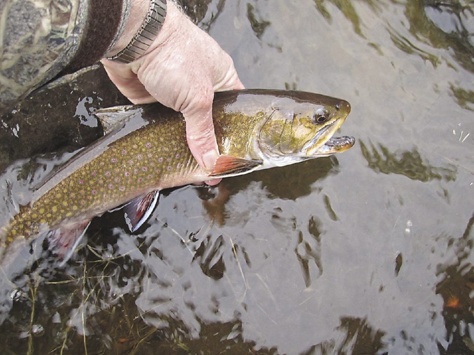 Brook trout: The North's wild jewels - Northern Wilds Magazine