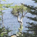 Almost 300 years ago, the Spirit Little Cedar Tree (or Witch Tree), growing out of the rock overlooking Lake Superior, was noticed by French explorer Sieur de la Verendrye, who wrote in 1731 that it was a mature tree.