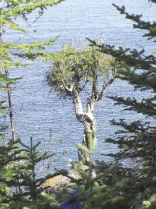 Almost 300 years ago, the Spirit Little Cedar Tree (or Witch Tree), growing out of the rock overlooking Lake Superior, was noticed by French explorer Sieur de la Verendrye, who wrote in 1731 that it was a mature tree.