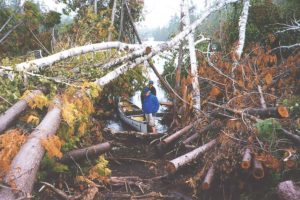 Paddlers found quite the obstacle course when they tried to exit the Boundary Waters after the blowdown. | USDA FOREST SERVICE— SUPERIOR NATIONAL FOREST