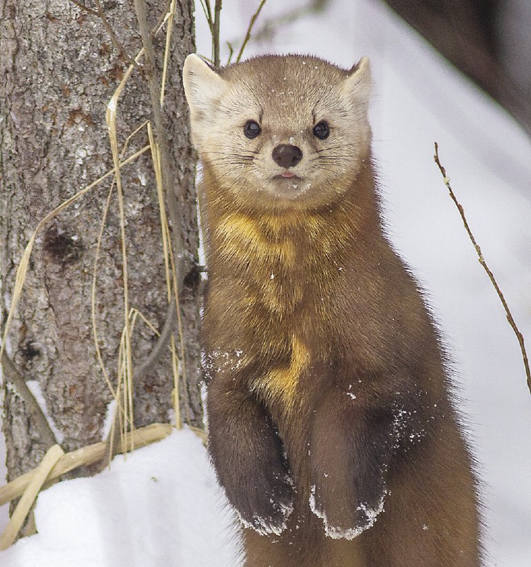 Sparky Stensaas: Nature is his Business - Northern Wilds Magazine