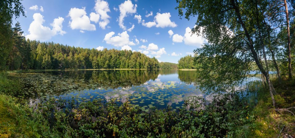 Blue sky with clouds reflecting in calm water of summer lake in a boreal forest, Panoramic view with birch trees and water lilies seen in foreground