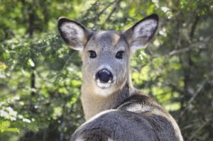 Chronic Wasting Disease, or CWD, hasn’t been found in the North Shore’s deer or moose populations, but experts warn the prion disease may pose dire risks for humans and cattle.