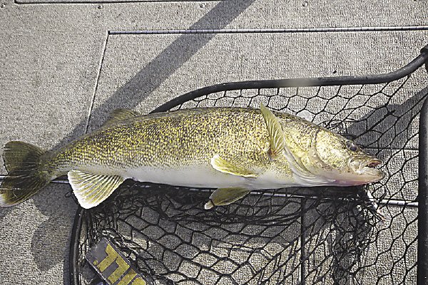 Opening Week Walleye - Ben Beattie - Lac Seul Fishing Guide