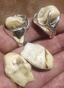 Rings made with elk teeth, by Steve Hahn, Jeweler of the North.