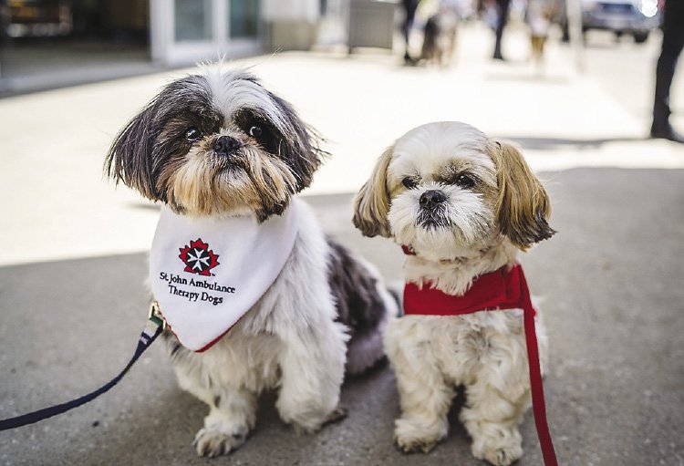 The therapy dogs of St. John Ambulance 