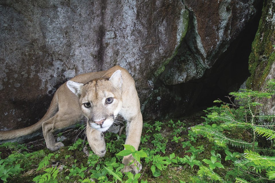 A Mountain Lion Makes An Appearance Northern Wilds Magazine [ 640 x 960 Pixel ]
