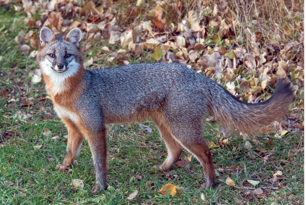 Gray fox are becoming common in the north - Northern Wilds Magazine