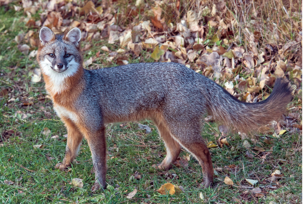 Images Of Gray Foxes