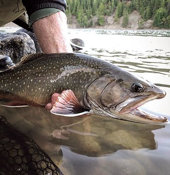 Coaster Brook Trout - Northern Wilds Magazine