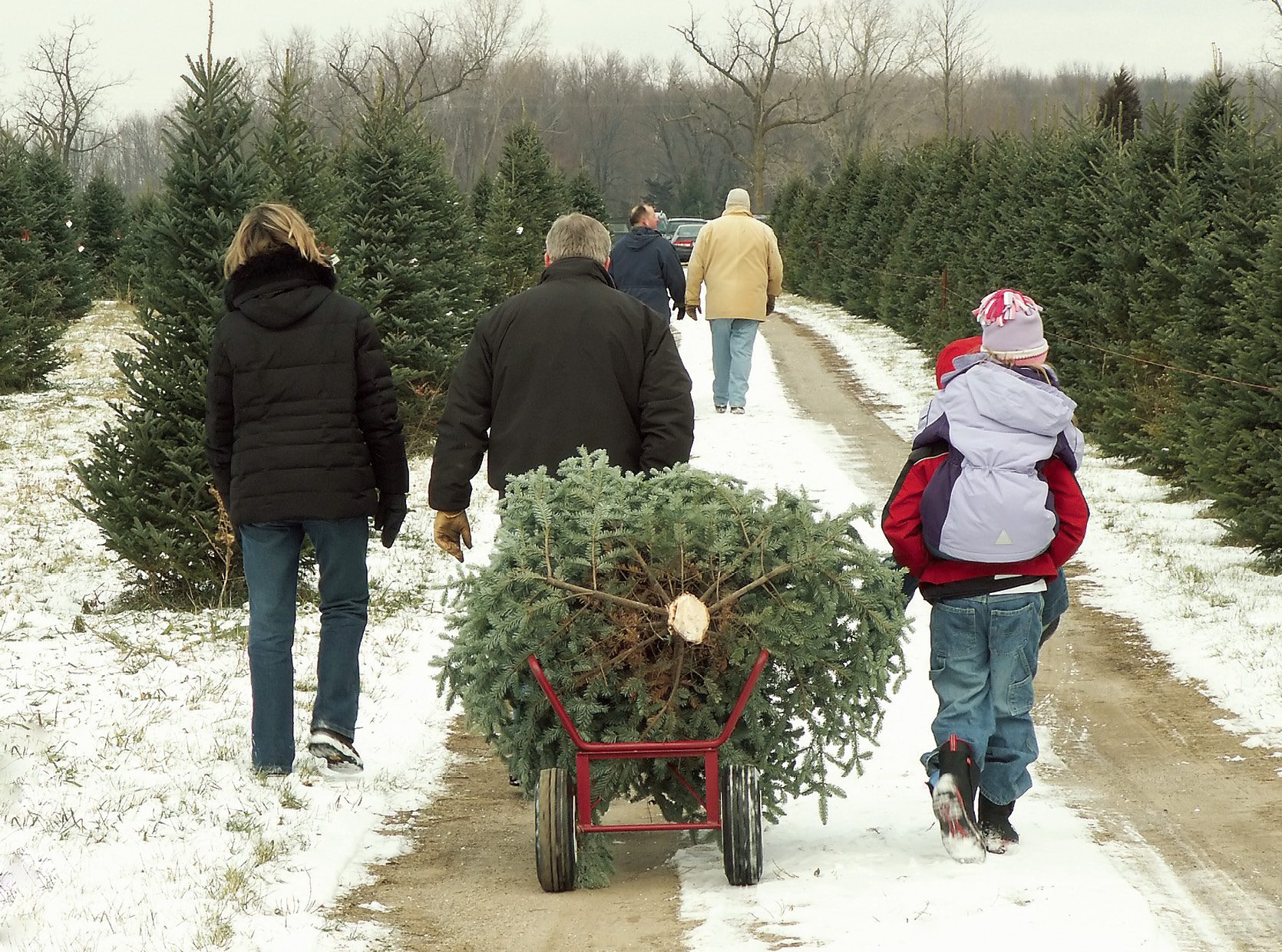 Finding the perfect Christmas tree - Northern Wilds Magazine