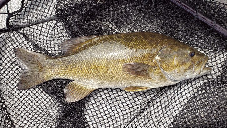 A Smallmouth Bass Primer - Northern Wilds Magazine