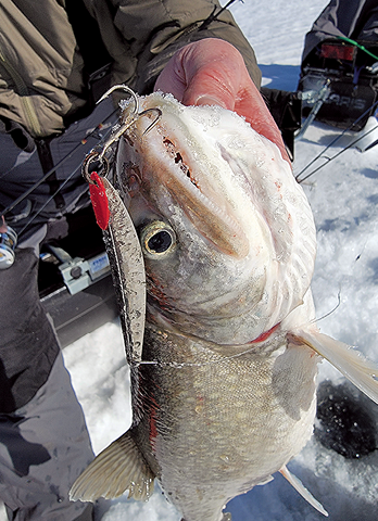 OLD LURES FOR ICE FISHING FOR PERCH AND WALLEYE SWEDISH PIMPLE AND