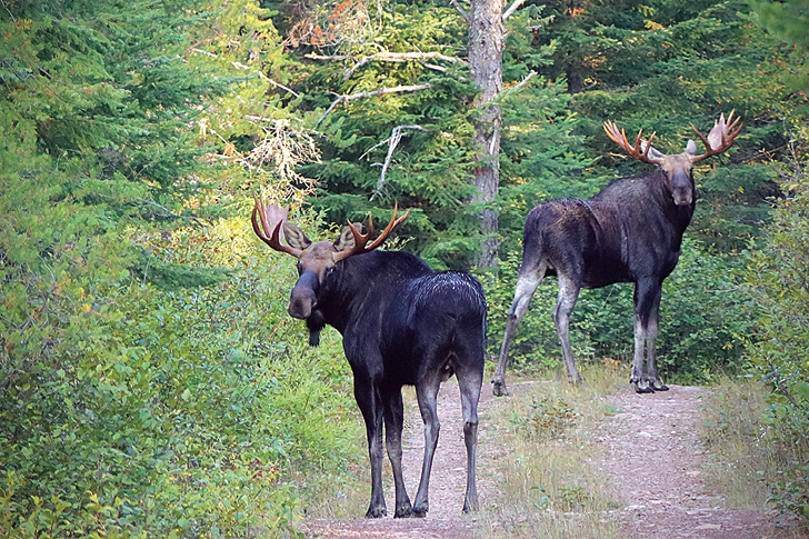 Moose habitat planning effort receives grant - Northern Wilds Magazine