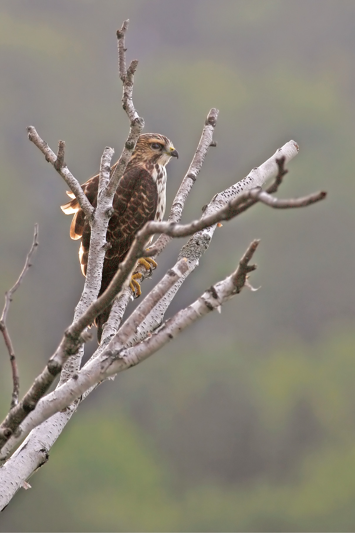 Raptors! A Guide to Minnesota's Birds of Prey - All Seasons Wild Bird Store