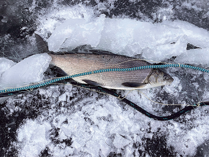 Whitefish Netting: Honoring our Heritage - Northern Wilds Magazine