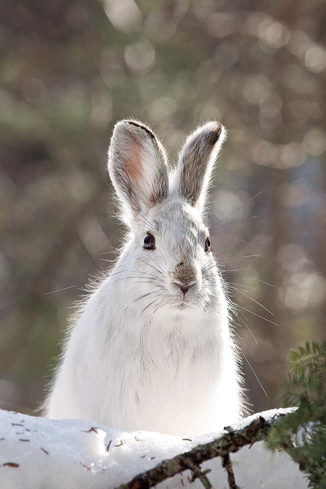 Ghost Cats of the Northern Forest: Canada Lynx…, Winter 2015, Articles