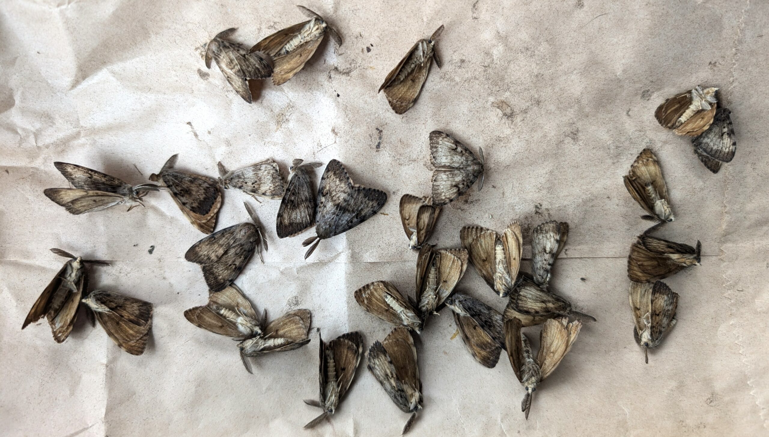 Spongy Moths in Minnesota - Northern Wilds Magazine