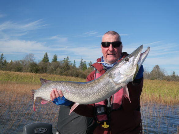 A Guide to Fall Pike - Northern Wilds Magazine